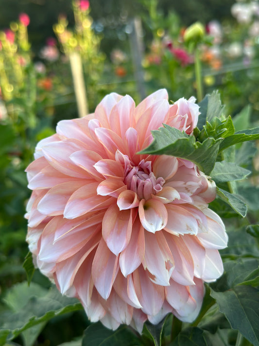 RM Whirligig Dahlia Tuber