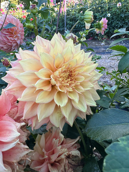 Lee's Savannah Spring Dahlia Tuber