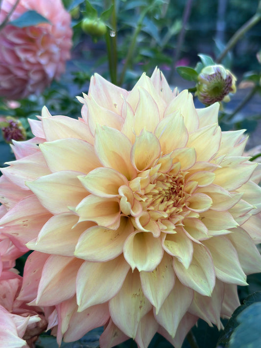 Lee's Savannah Spring Dahlia Tuber