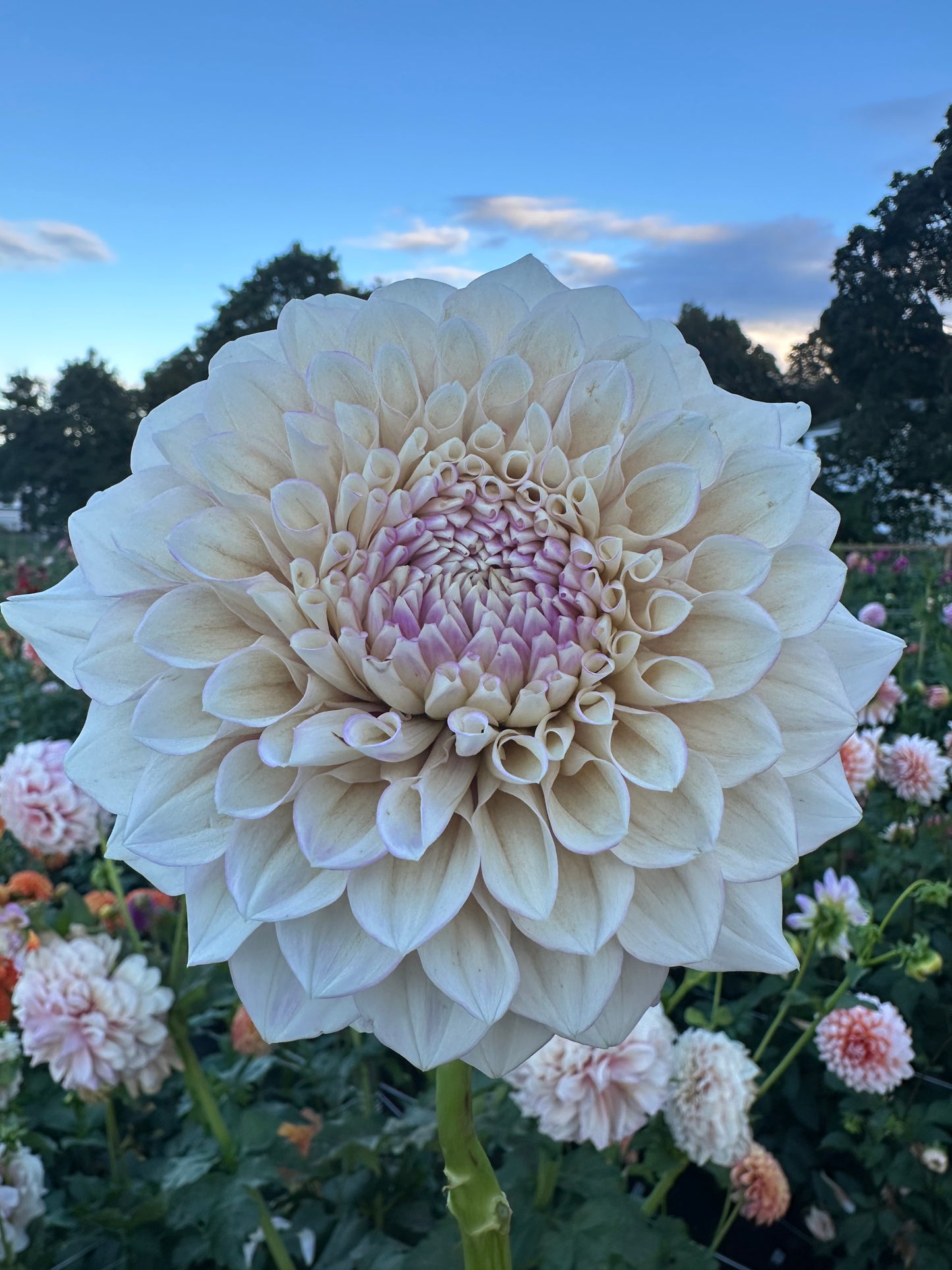 Lee's Dovey Dahlia Tuber