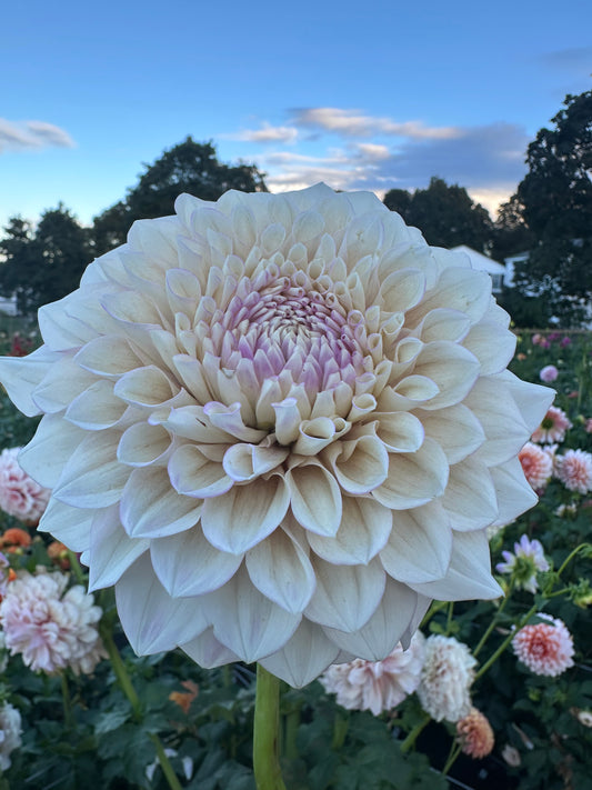 Lee's Dovey Dahlia Tuber