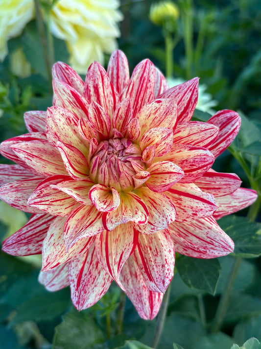 Awe Shucks Dahlia Tuber