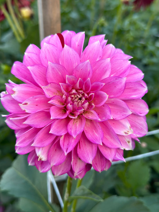 River's Tipsy Dahlia Tuber