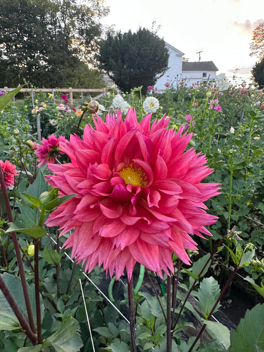 Sonic Bloom Dahlia Tuber