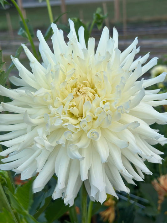 Snoho Storm Dahlia Tuber
