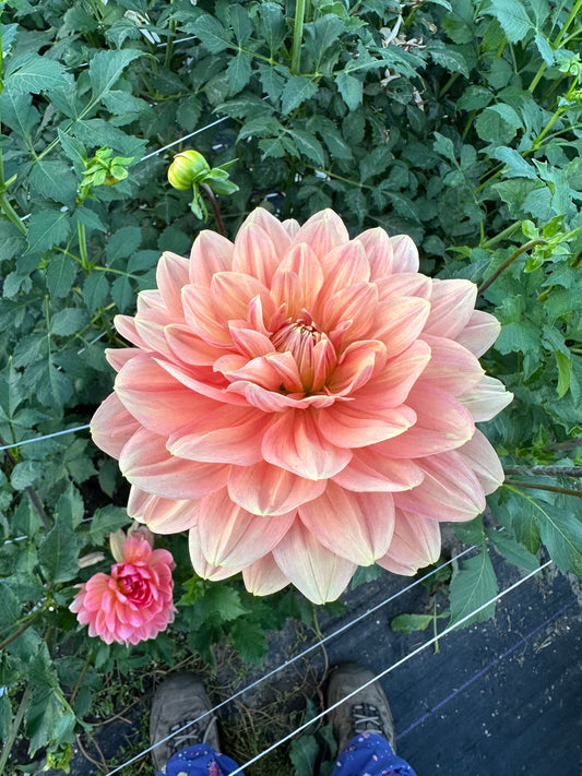 My Forever Dahlia Tuber