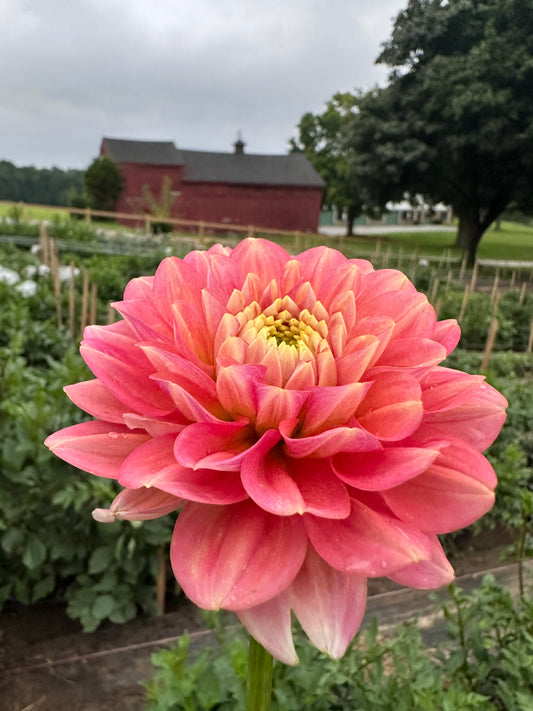 Milena Fleur Dahlia Tuber