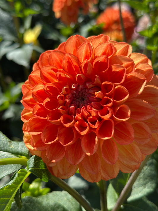 Orange Symphony Dahlia Tuber