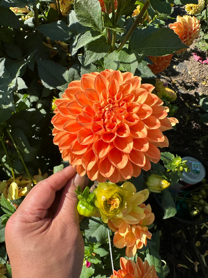 Orange Symphony Dahlia Tuber