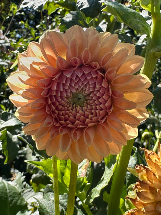 Lee's James Dahlia Tuber