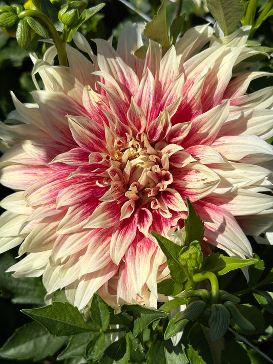 Ice Cube Dahlia Tuber