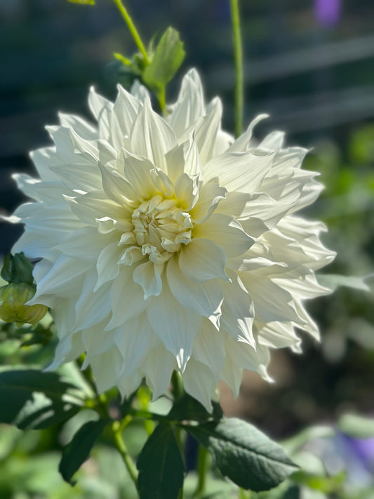 AC Casper Dahlia Tuber