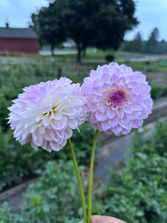 Bistro - Bulk - 10 Dahlia Tubers