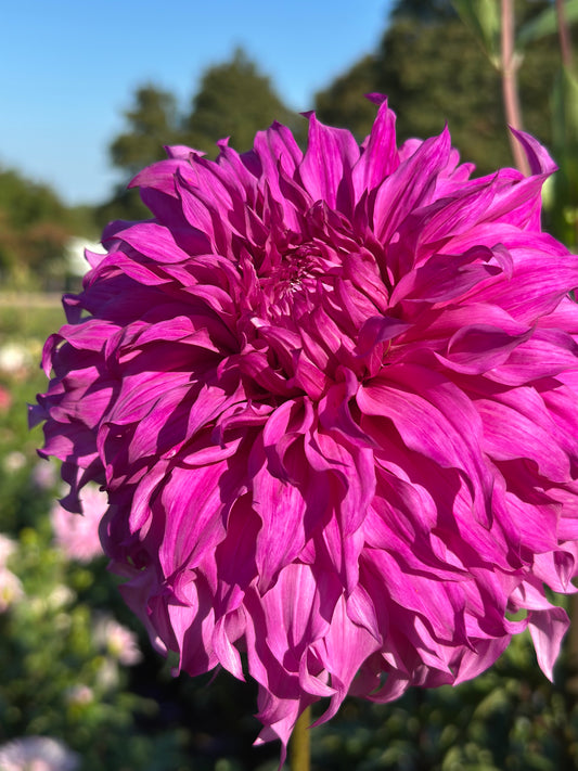 Vassio Meggos Dahlia Tuber