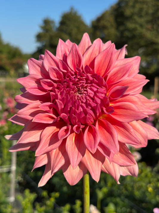 Wyn's Pink Pearl Dahlia Tuber