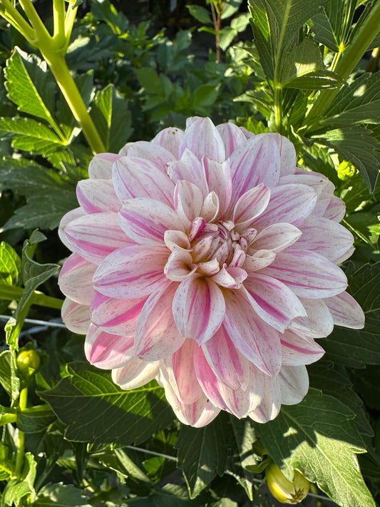 Bonesta Dahlia Tuber