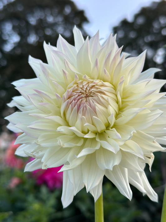 Clearview Orca Dahlia Tuber