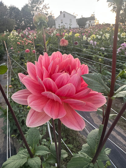 Yvonne Dahlia Tuber