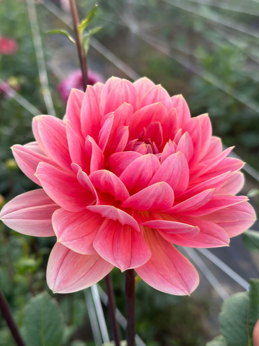 Yvonne Dahlia Tuber