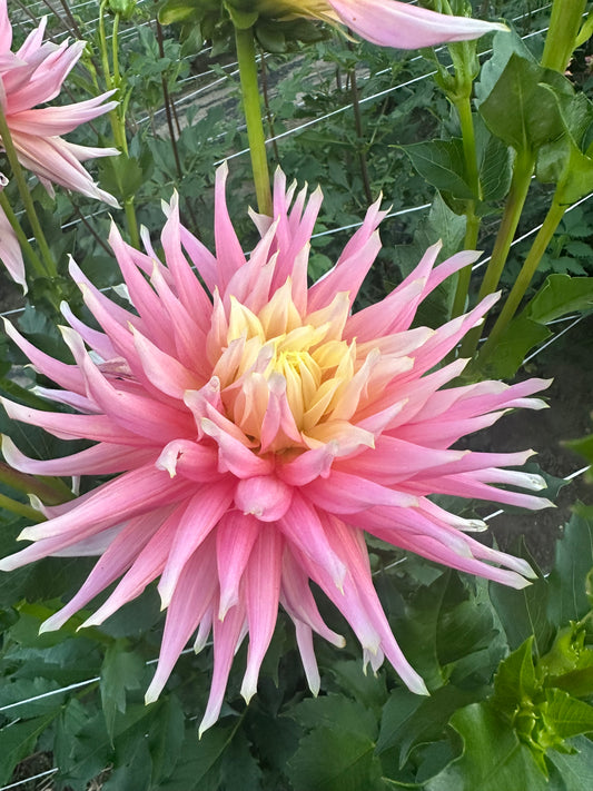 Clearview Jonas Dahlia Tuber