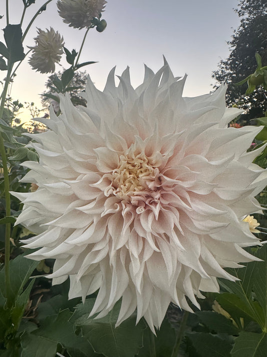 Lavender Blush Dahlia Tuber