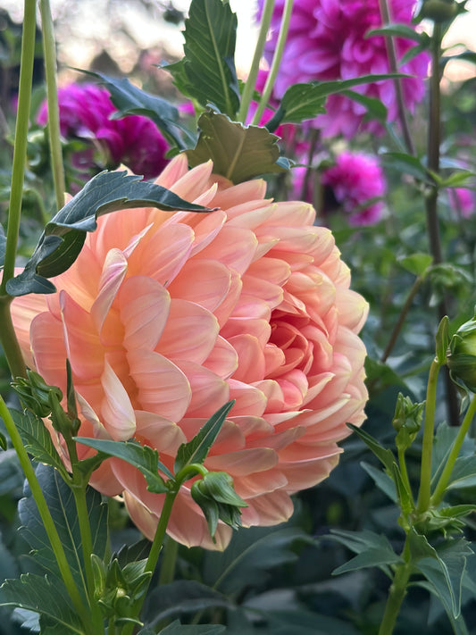 Hollyhill Serenity Dahlia Tuber