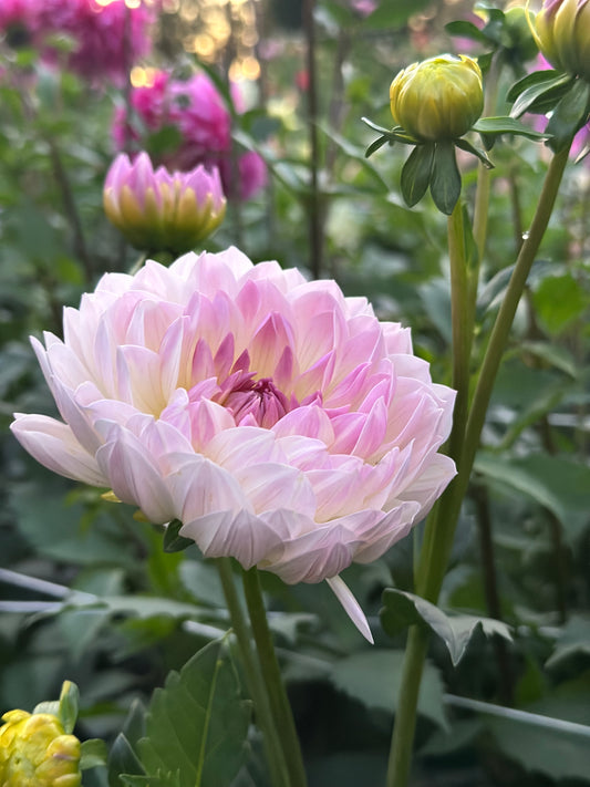 Hollyhill Lilibet Dahlia Tuber