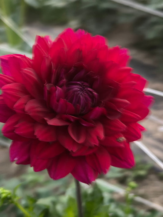 Hollyhill Black Widow Dahlia Tuber