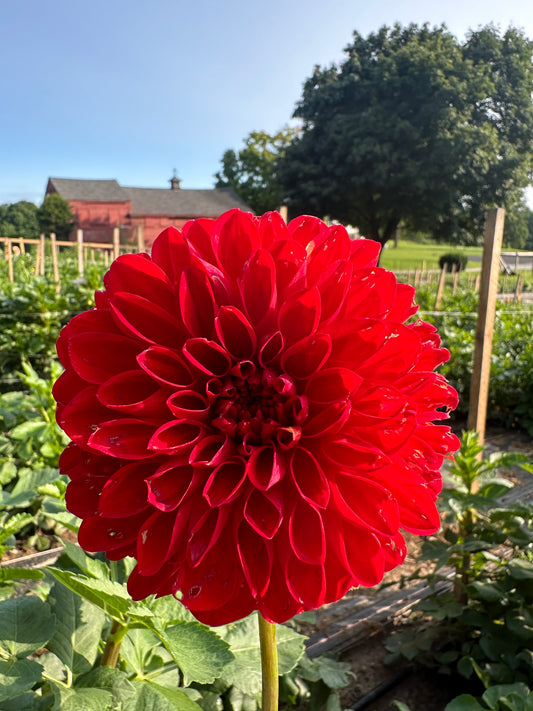 Red Symphony Dahlia Tuber