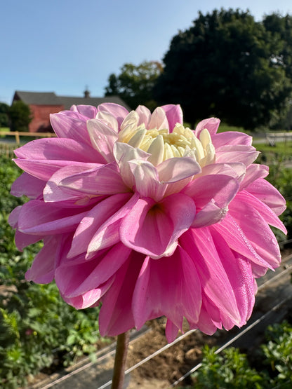 Fluffles Dahlia Tuber