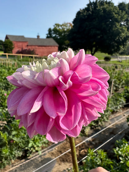 Fluffles Dahlia Tuber