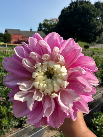 Fluffles Dahlia Tuber