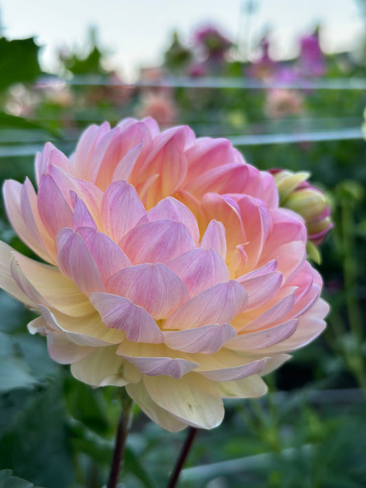 Sandia Bliss Dahlia Tuber