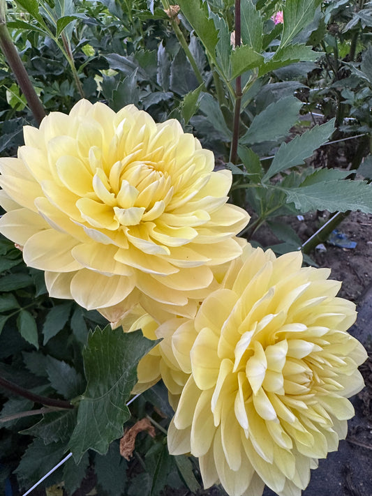 Sandia Joy Dahlia Tuber
