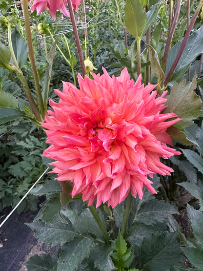 Hilltop Lost Treasure Dahlia Tuber