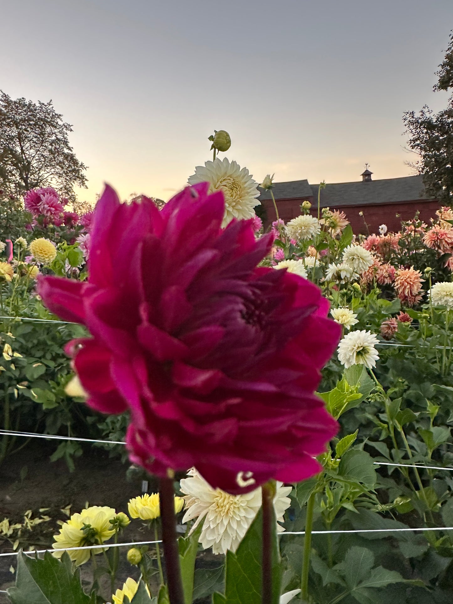 Sandia Nocturne Dahlia Tuber
