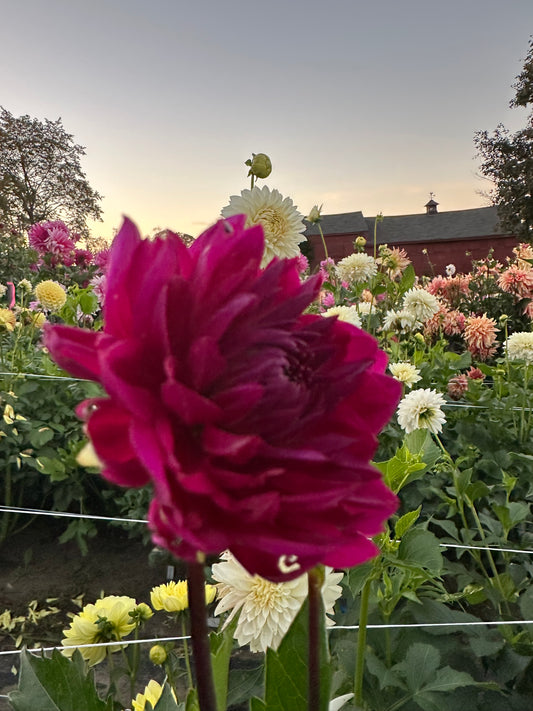 Sandia Nocturne Dahlia Tuber