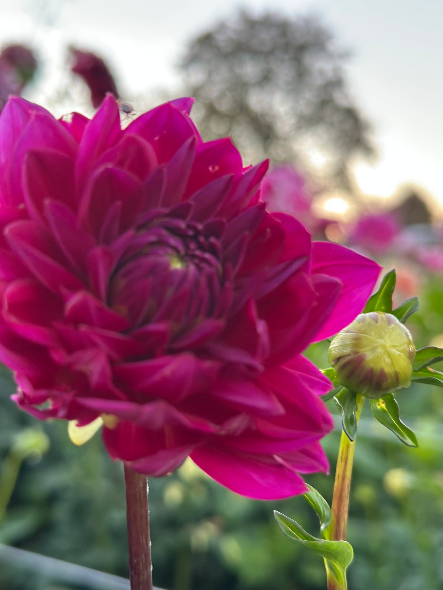 Sandia Nocturne Dahlia Tuber