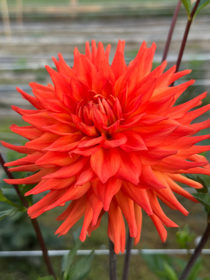 Hot Shot Dahlia Tuber