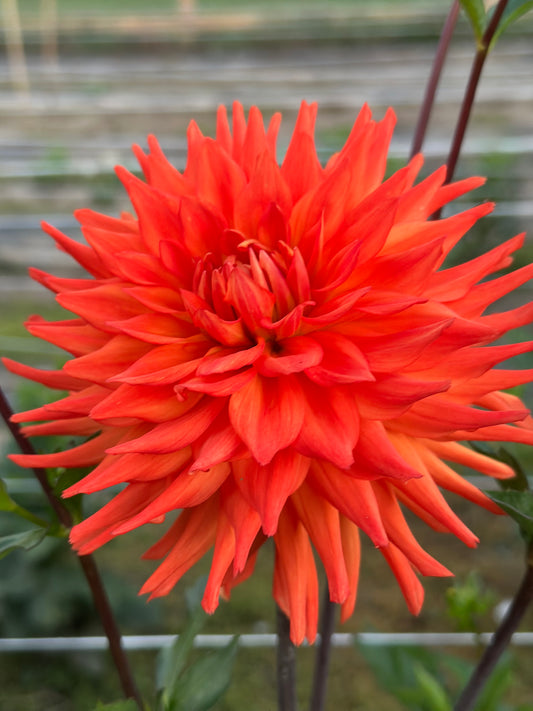 Hot Shot Dahlia Tuber