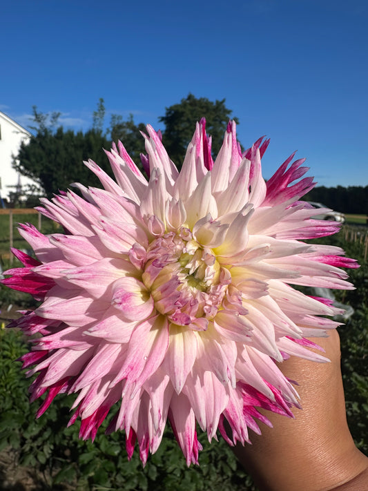 Enchantress Dahlia Tuber
