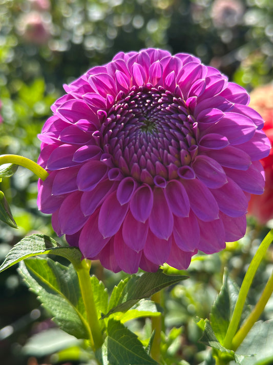 Allen's Foxy Lady Dahlia Tuber