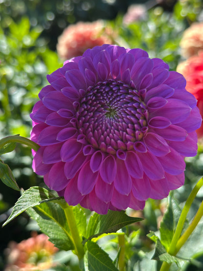 Allen's Foxy Lady Dahlia Tuber