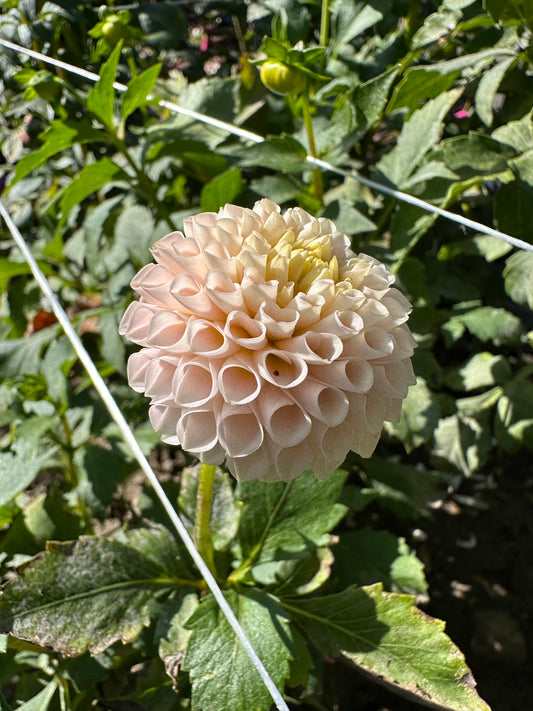 Irish D Porter Dahlia Tuber