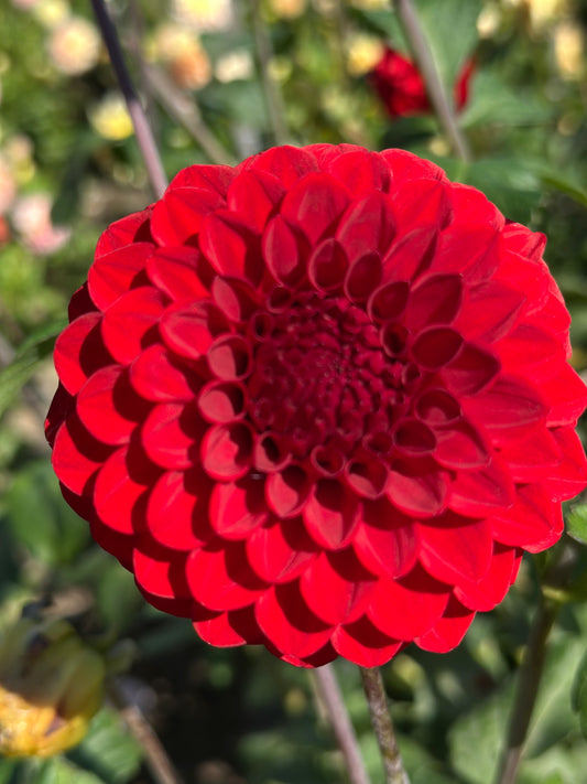 Bloomquist Anew Dahlia Tuber