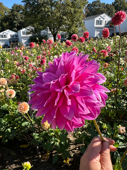 Bloomquist Clear Delight Dahlia Tuber