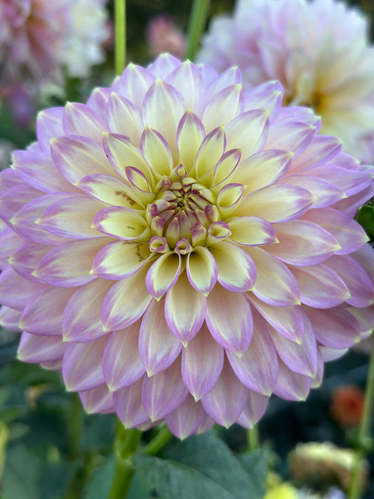 Crazy 4 Teedy Dahlia Tuber