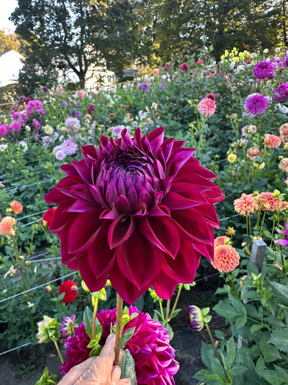 Diva Dahlia Tuber