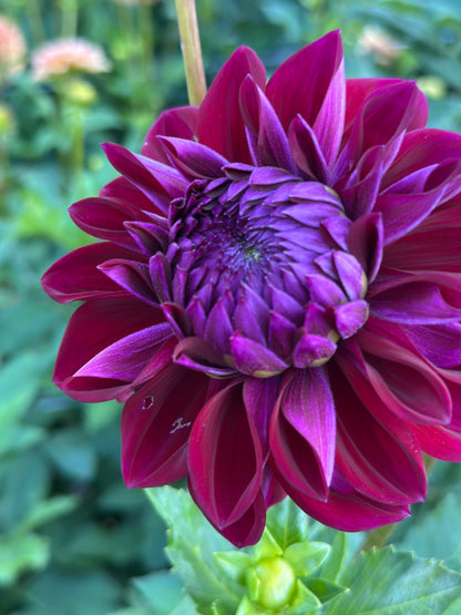 Diva Dahlia Tuber