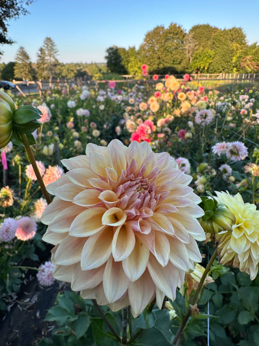 Ferncliff Copper Dahlia Tuber